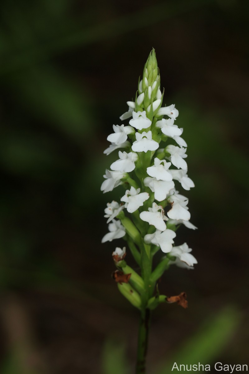 Peristylus brevilobus Thwaites